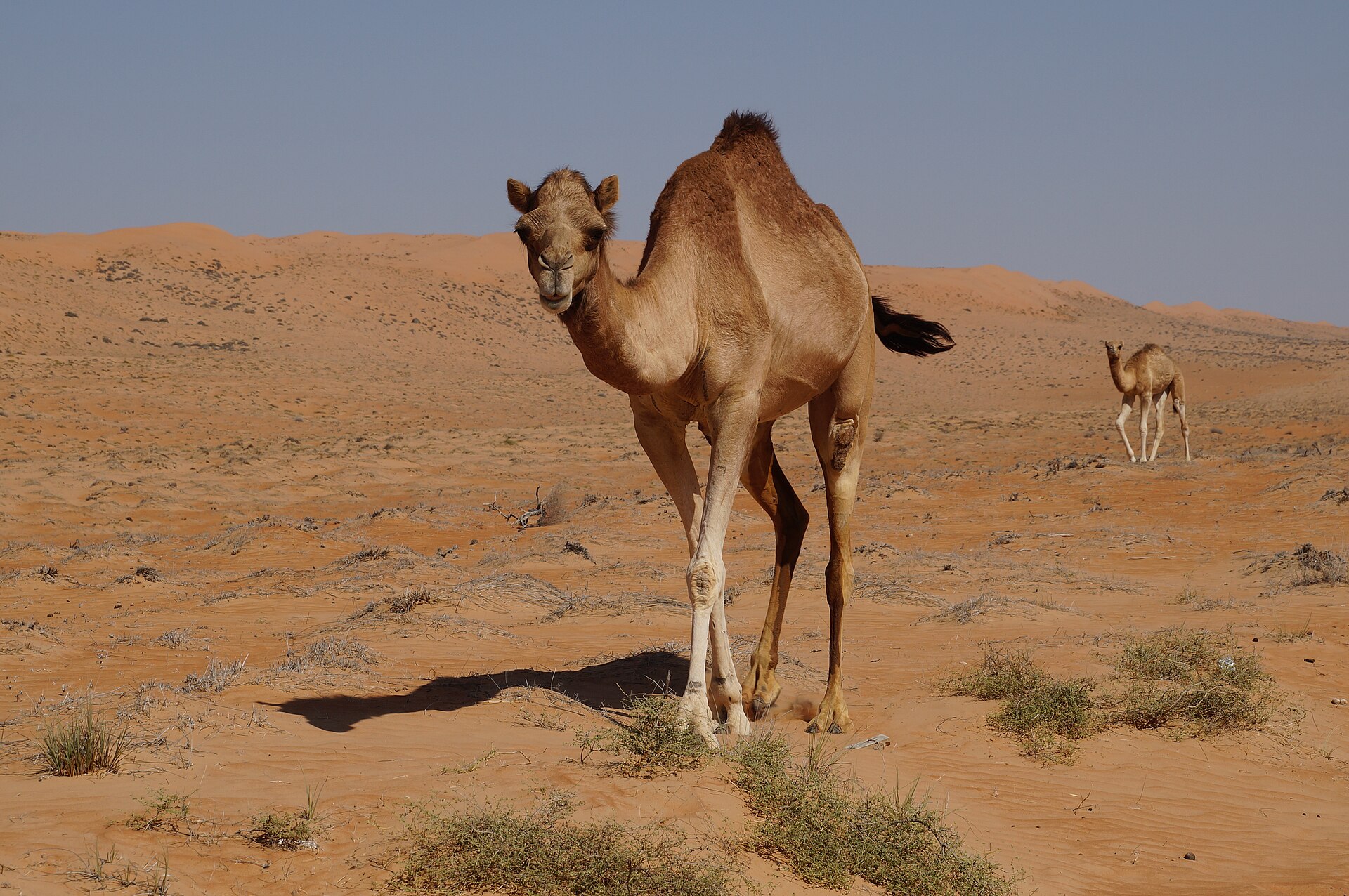 Camels in Wahiba Sands