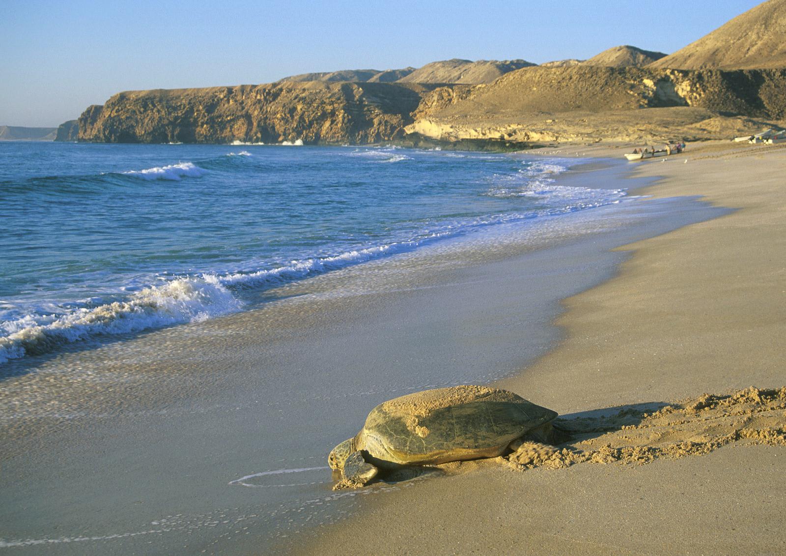 Ras Al Jinz beach