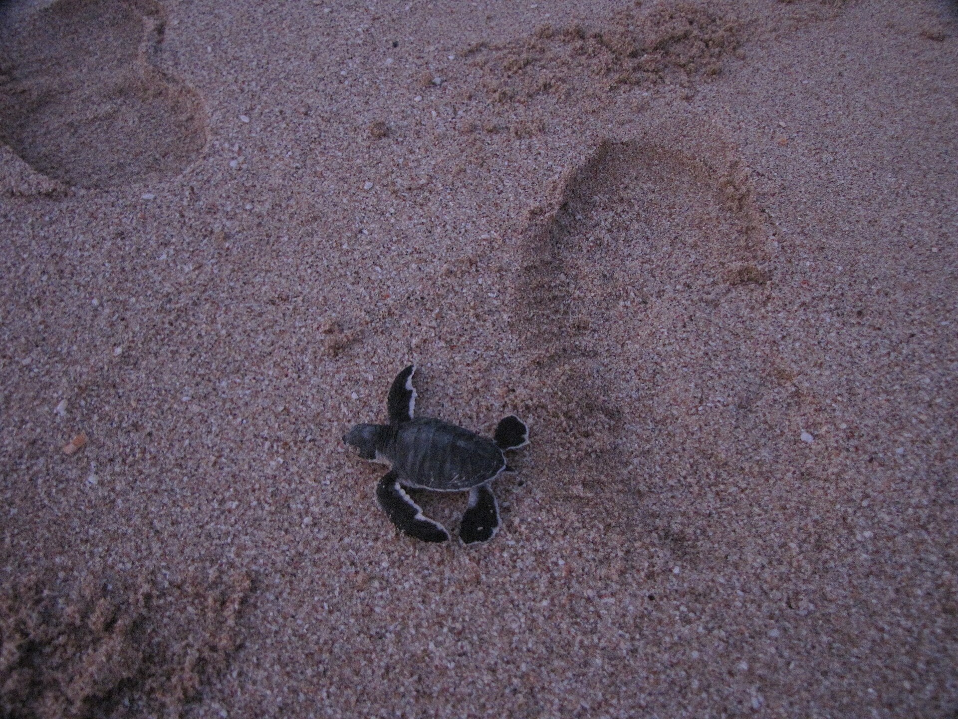 Green turtle hatchling at Ras al Jinz
